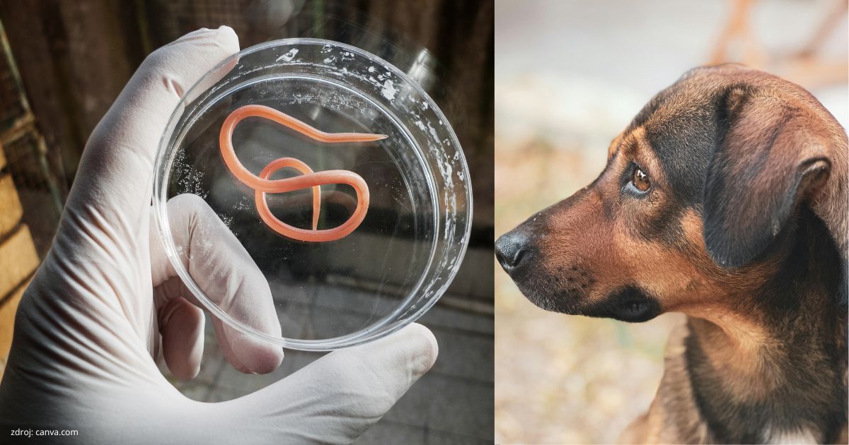 vnútorné parazity u psov